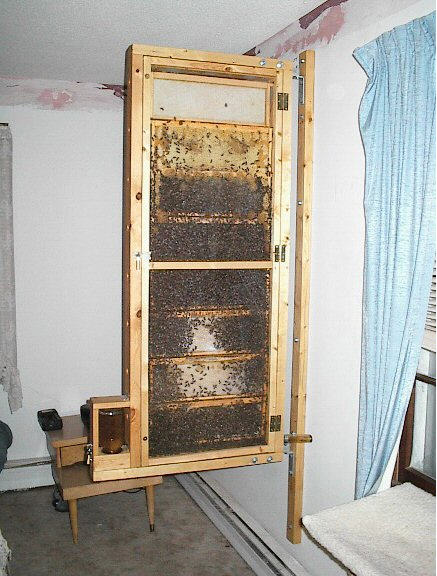 Indoor Bee Hive | Bee Mistress